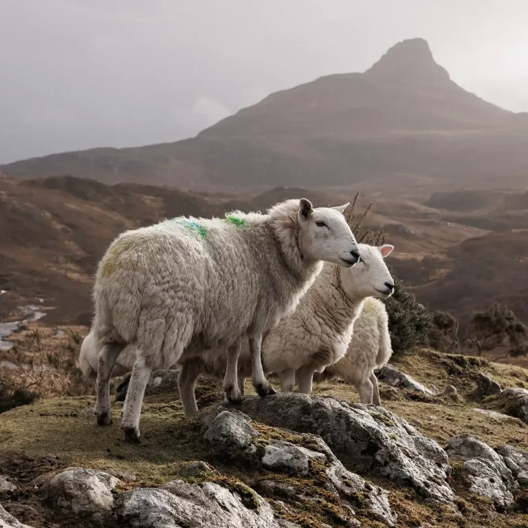 Discover Johnstons of Elgin