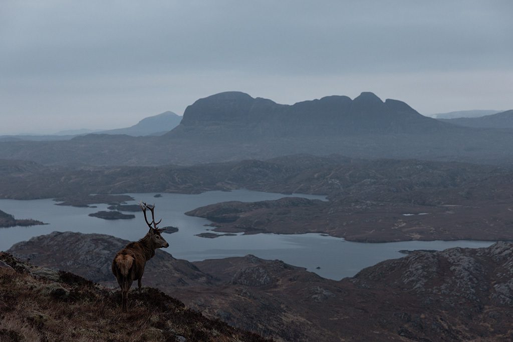 Richard Gaston photograph of a stag on Stac Pollaidh, Northwest Highlands