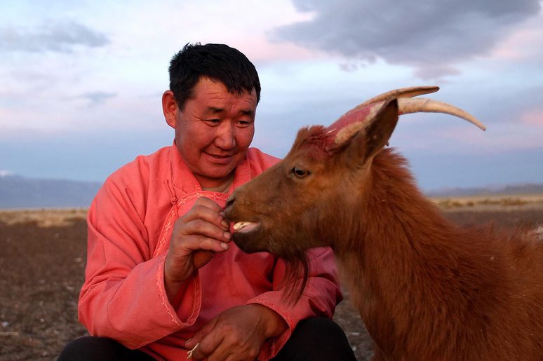 Mongolian herder feeding a cashmere goat
