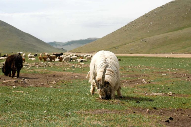 Cashmere goat grazing in Mongolia