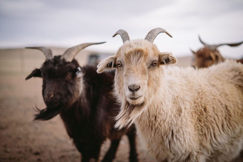 Johnstons of Elgin mulesing-free wool policy