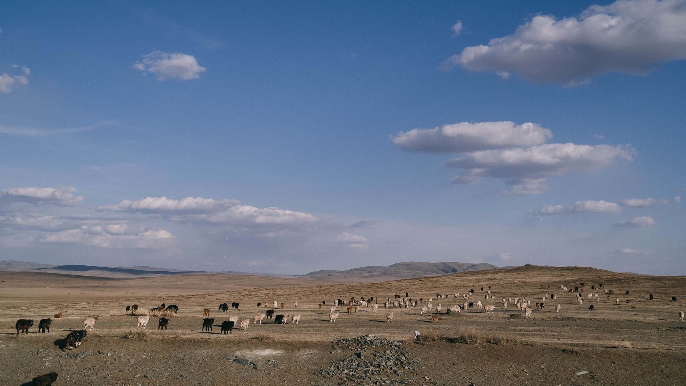 Johnstons of Elgin Sustainable Initiatives - Grassland Preservation