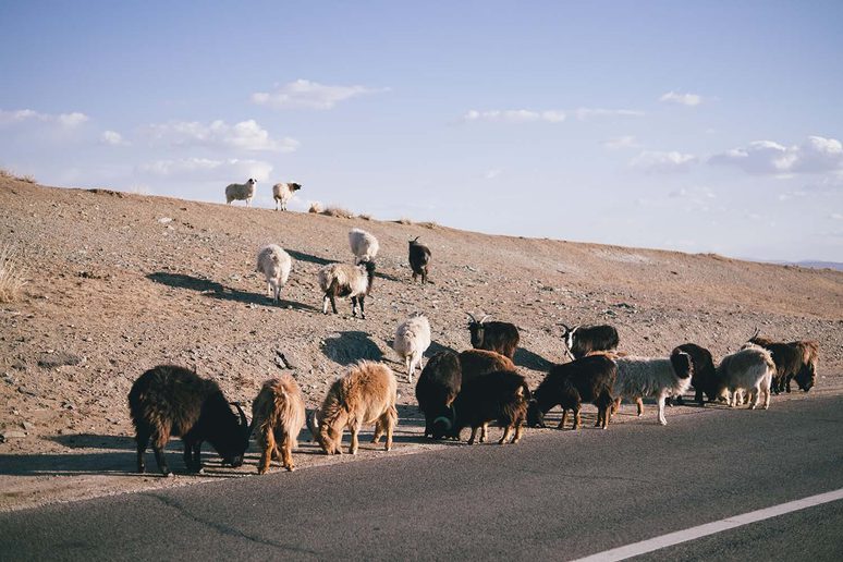 Animals on grassland