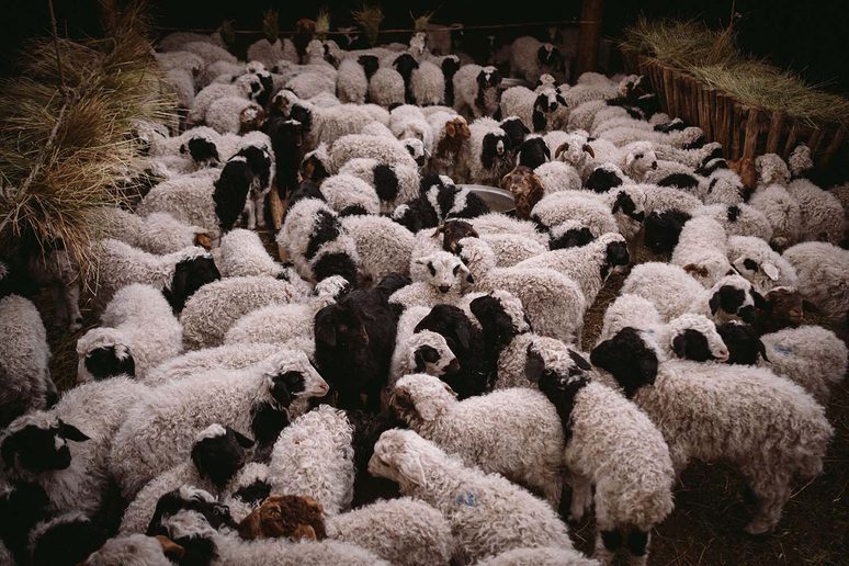 Goat herd