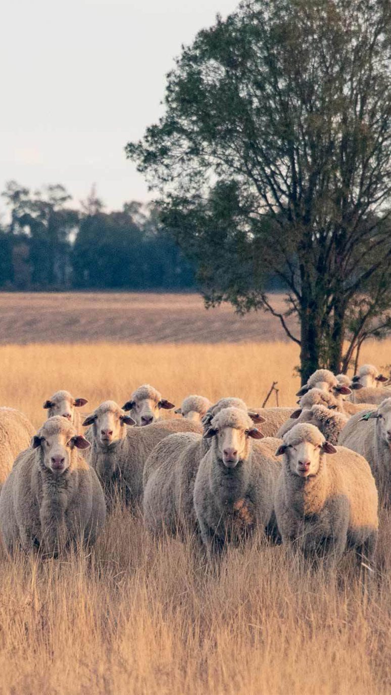 Some sheep